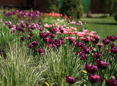 Злаки и тюльпаны в саду