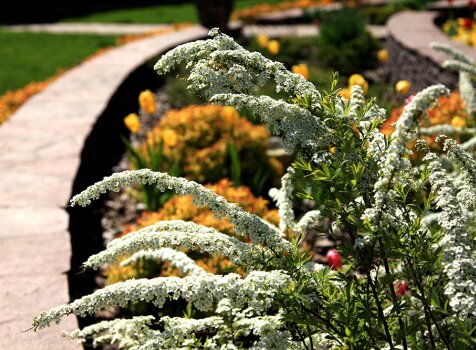 Грейфшейм и тюльпаны (37-2) Спирея серея и тюльпаны