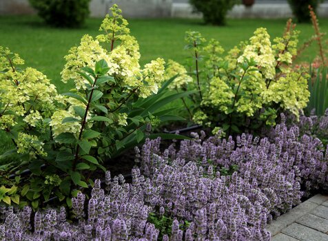 Садовый микс с гортензией и тимьяном