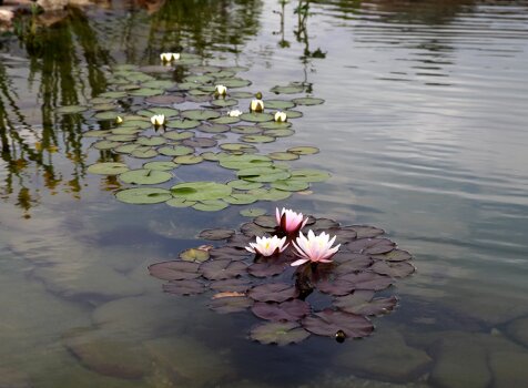 Цветение водных лилий (35-30) Водные лилии в пруду