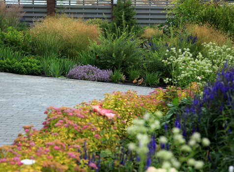 Спирея и астранция