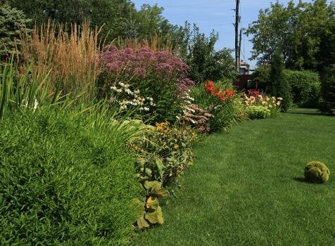 Эко-цветник со злакми и эхинацеей
