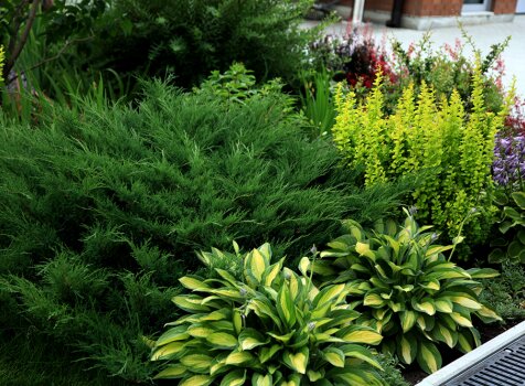 Клумба с хостами и можжевельником