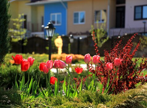 Клумба с тюльпанами