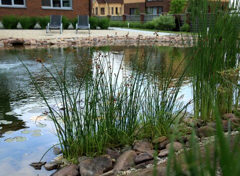 Водный сад со злаками