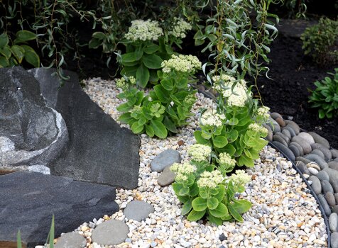 Очиток видный в рокарии