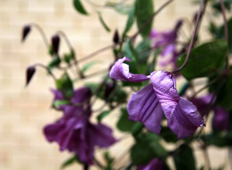 Синий клематис в саду