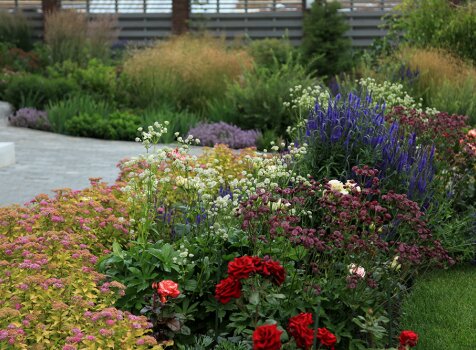 Розы, спиреи, астранция, вероника