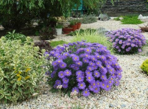 Астра альпийская в рокарии (21-1) Куст а сиреневыми цветами и другие растения на гравийной отсыпке