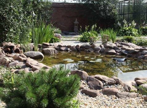 Хвойное растение подушкообразной формы на фоне небольшого пруда и гравийной отсыпки светлого цвета и растений