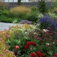 Розы, спиреи, астранция, вероника