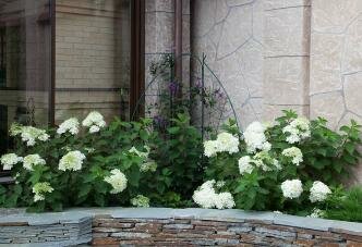 Цветник с гортензией Лаймлайт Лаймлайт в угловом цветнике