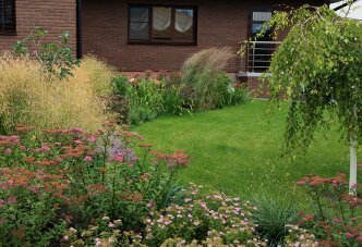 Берёза плакучая и злаковый микс