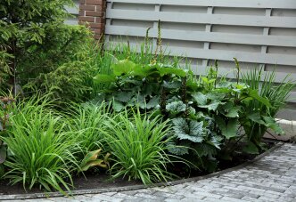 Теневой цветник под ёлкой