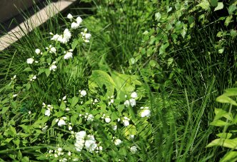 Чубушник и травы