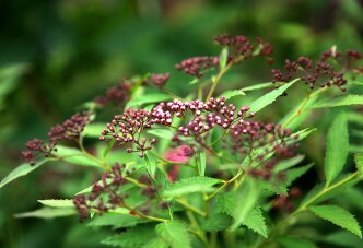 Цветение кустарника