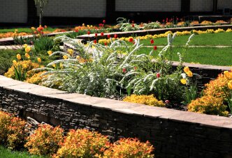 Спиреи и тюльпаны