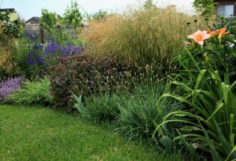 Злаки и многолетники 