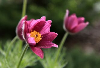 Прострел-сон трава (34-18) Прострел-сон трава