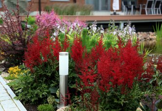 Красная астильба на берегу пруда