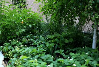 Белые капли цветение в саду под берёзой