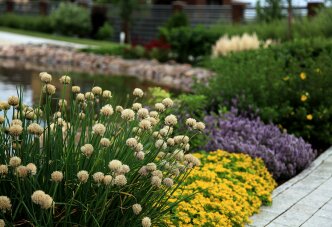 Цветущий берег пруда