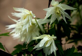 Белый полумахровый клематис