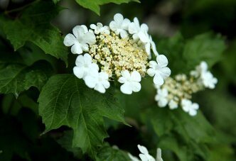 Как цветёт калина (34-22) Цветение калины обыкновенной