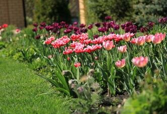 Розовые тюльпаны и лужайка