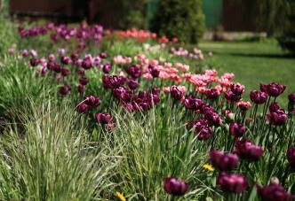 Злаки и тюльпаны в саду