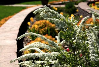 Грейфшейм и тюльпаны (37-2) Спирея серея и тюльпаны