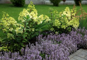 Садовый микс с гортензией и тимьяном