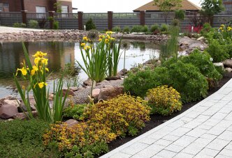 Пруд с жёлтыми ирисами