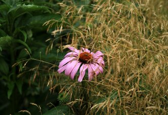 Злаки и эхиноцея