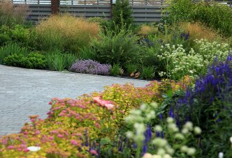 Миксбордер с астранцией (33-4) Спирея и астранция