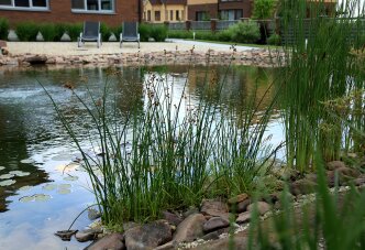 Водные злаки (35-8) Водный сад со злаками