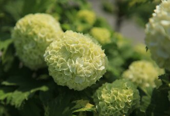 Снежный шар калина