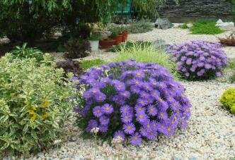 Куст а сиреневыми цветами и другие растения на гравийной отсыпке