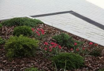 Хвойные растения и красные тюльпаны на фоне мульчи из коры