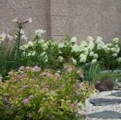 Миксбордер с лилией и гортензией