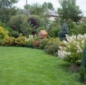 Жёлтый и белый в миксбордере