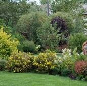 Жёлтое цветение в садовом миксбордере