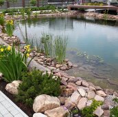 Пруд с цветущим берегом