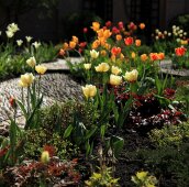 Разноцветные тюльпаны в рокарии