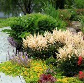 Яркий цветущий берег пруда