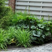 Теневой цветник под ёлкой