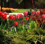 Клумба с тюльпанами