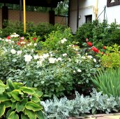 Розы, хосты, ирисы