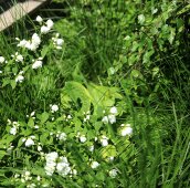 Капли чубушника в белом саду (34-14) Чубушник и травы