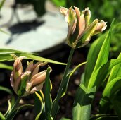 Нарядные тюльпаны